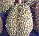 Дуриан (durian)