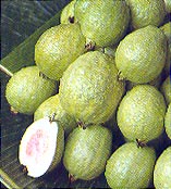 Гуава (guava)