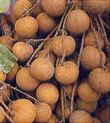 Лонган (лунган, longan)