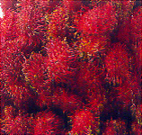 Рамбутан (rambutan)